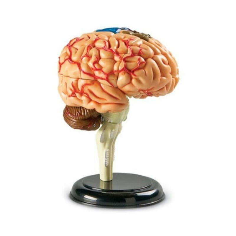 Learning Resources - Brain Anatomy Model thumbnail 2