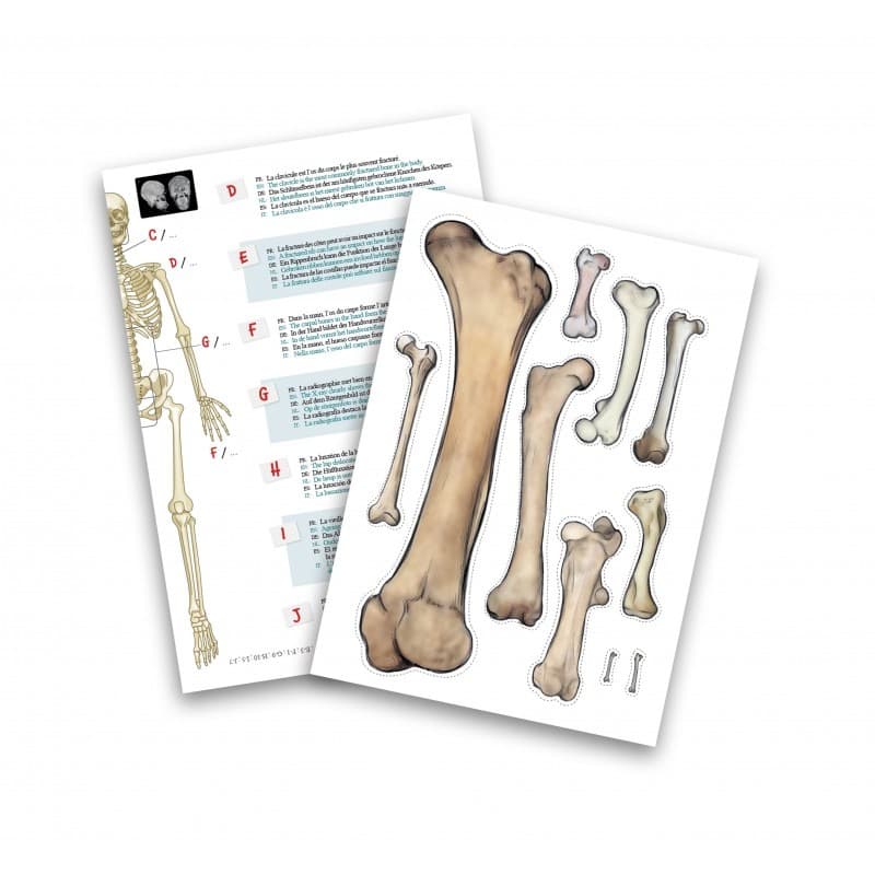 Buki - Skeleton 85 cm thumbnail 3